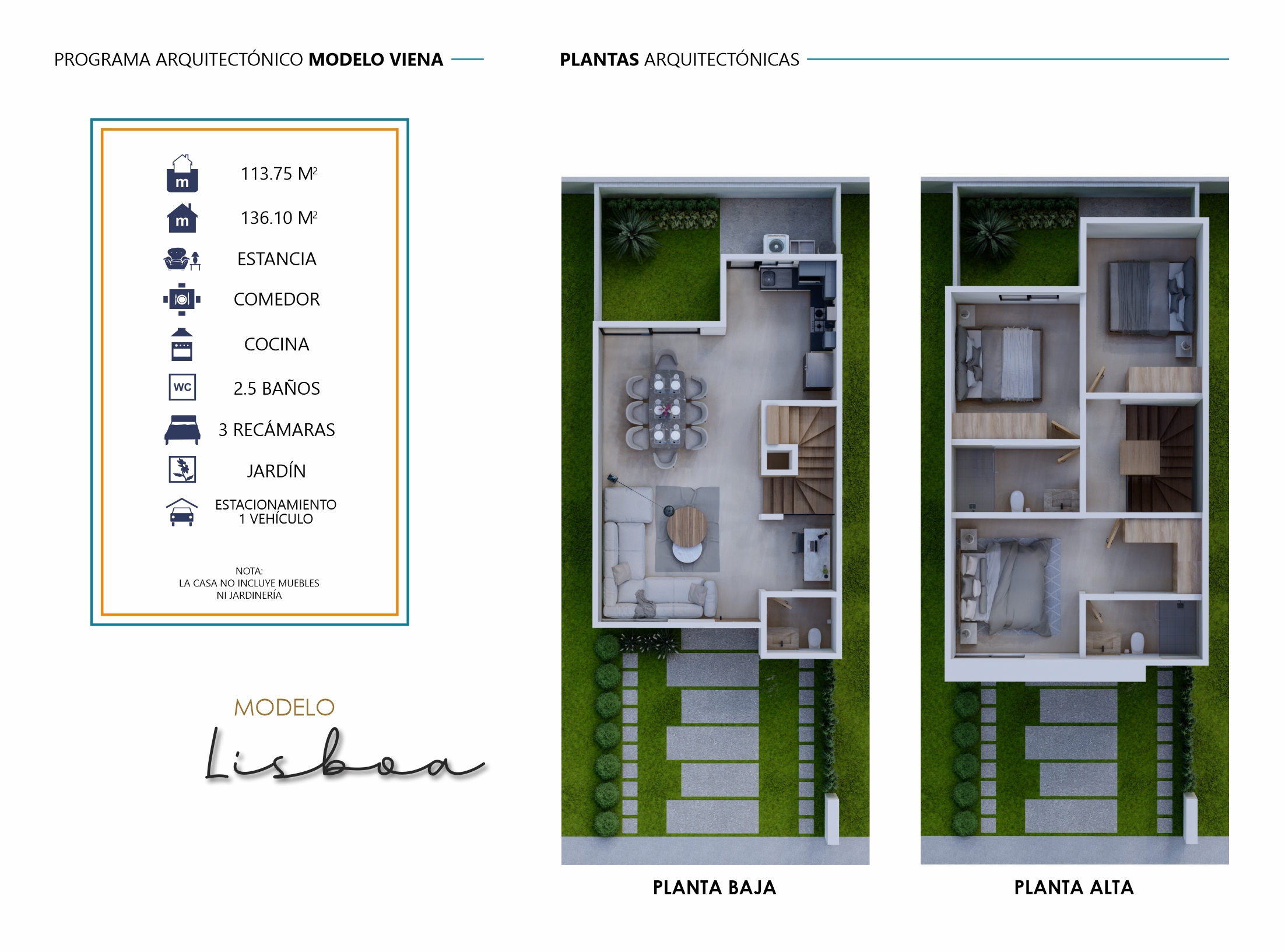 Planta Magnolia